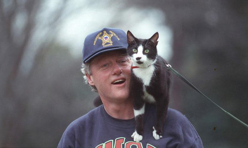 Bill Clinton gato Sock