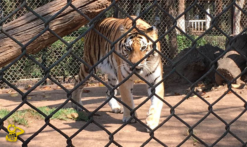 Zoologico Tigre