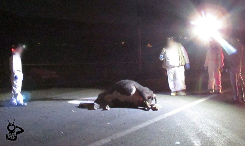 Jetta accidente vaca Morelia