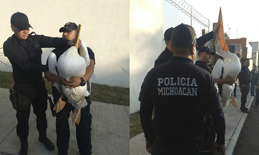 Pelicano rescatar Morelia