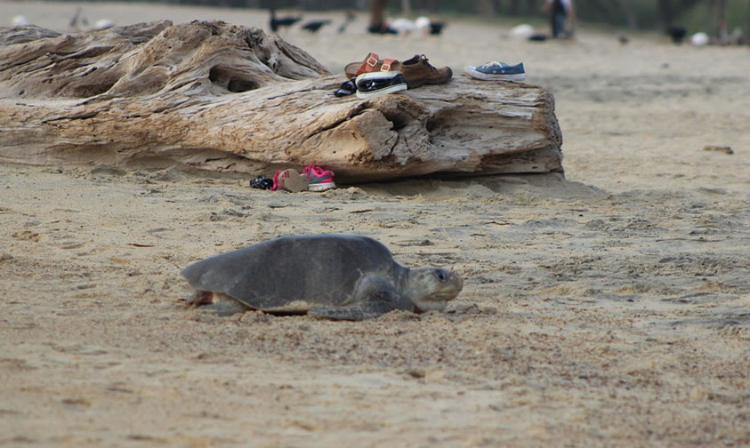 tortugas golfinas Michoacán desovar