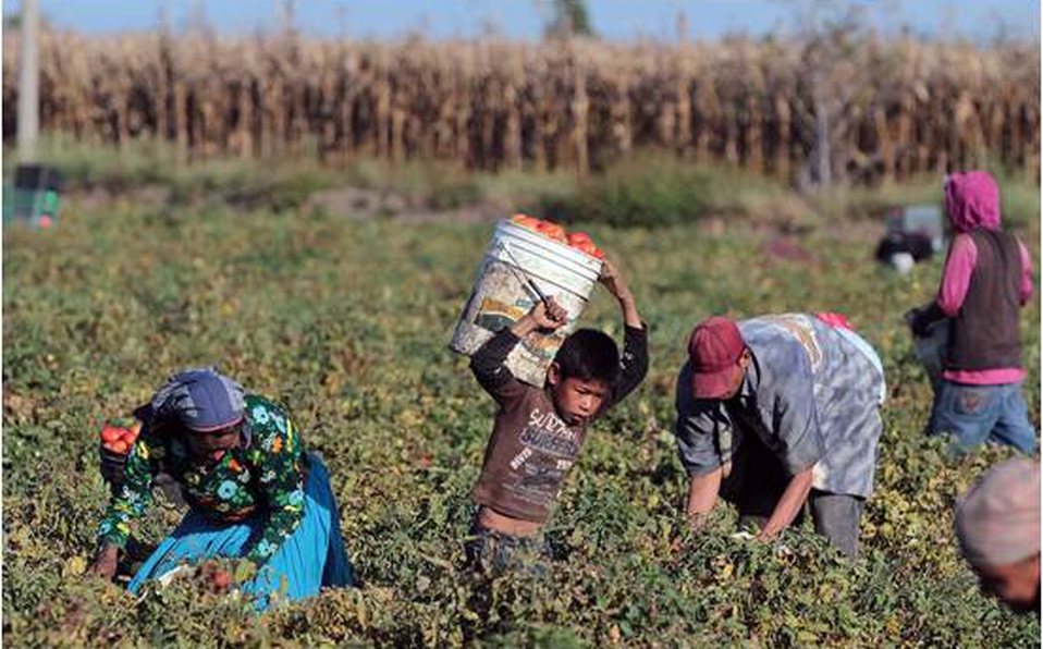 #Michoacán Niños De Otros Estados Llegan Para Ser Jornaleros Agrícolas