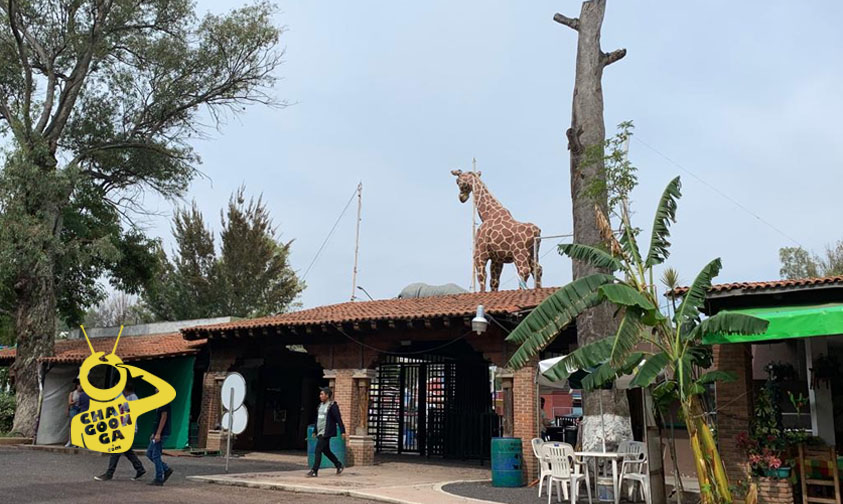 Zoo De Morelia Precios De Curso De Verano Para Ajolotes Y Tiburones 2019