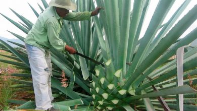 Mezcal-Michoacán-2019