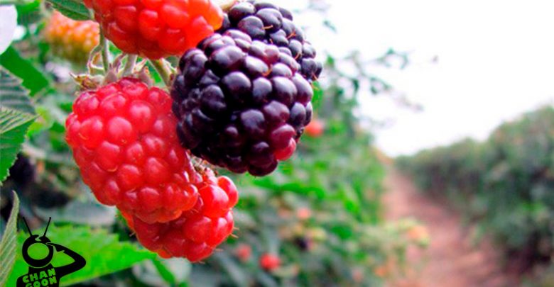 berries-empleo-Michoacán-a