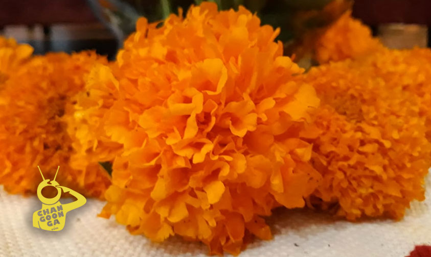 Michoacán Por Tan Sólo 30 Pesitos Podrás Comprar Flores De Cempasúchil De  Copándaro –  – Noticias de última hora, con un toque acidito
