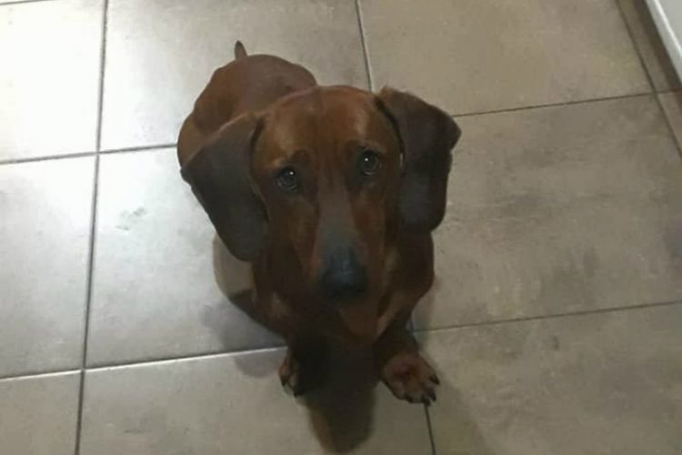 Pasa En México: Investigan A Vato Por Aventar A Perrito Salchicha Desde