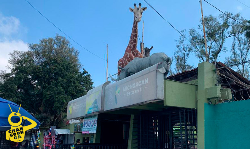 Zoo Morelia Festejará Sus 49 Con Recorrido De Aves Silvestres