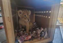 Aseguran a Cachorrito León