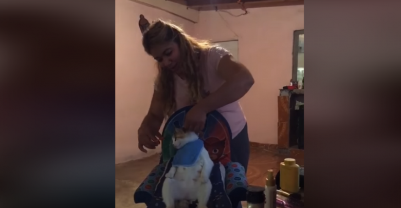 Práctica corte de pelo en Gatito