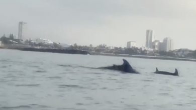 Delfines en Boca del Río | Captura de pantall