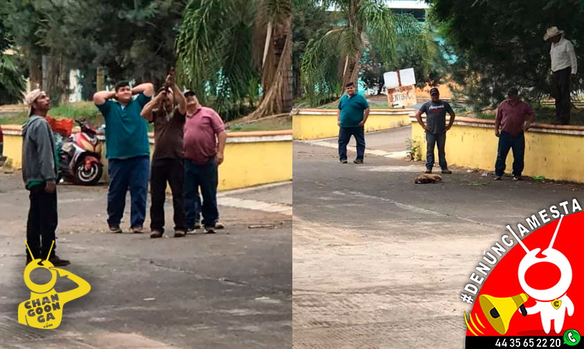#Denúnciamesta Tipos disparan y matan a tejón que estaba en arbolito de Tocumbo