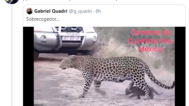 Tunden A Calderón, Pide Que Tren De AMLO No Aplaste A Leopardo… De Sudáfrica