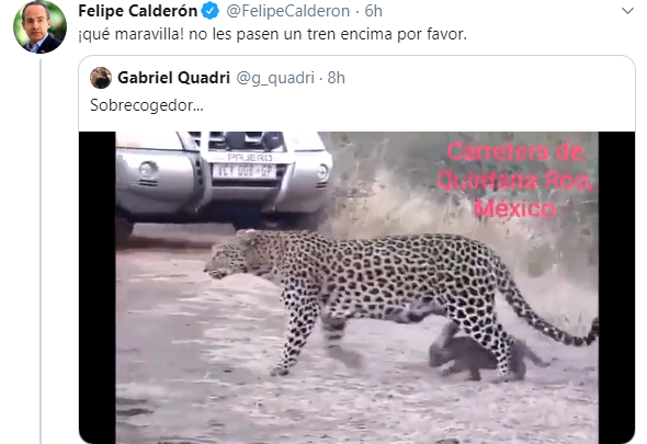 Tunden A Calderón, Pide Que Tren De AMLO No Aplaste A Leopardo… De Sudáfrica