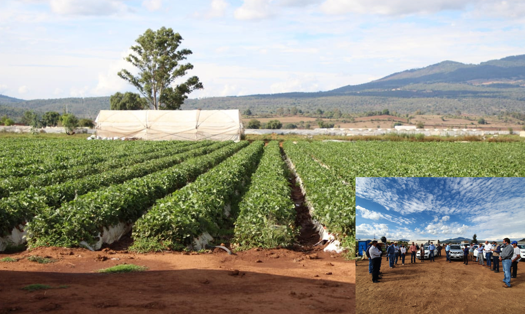 #Michoacán En Revisión Descartan Uso De Cañón Antigranizo En Empresa De Fresas