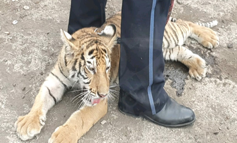 #Michoacán Rescatan A Cachorro De Tigre De Bengala; Hay Un Detenido