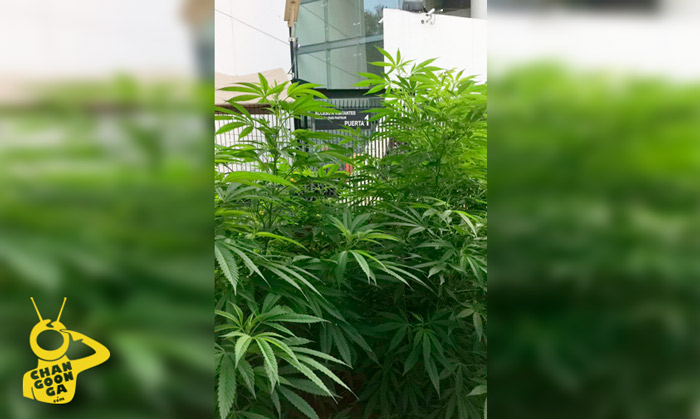 #CDMX Así Luce Una Plantota De Mota Que Crece Afuera De La Cámara De Senadores