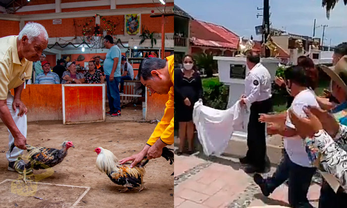 Declaran A Las Peleas De Gallos Como “Patrimonio Cultural”, En Hidalgo