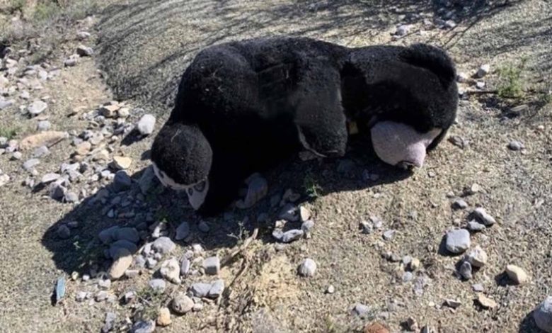 Pasa En México Oso De Peluche Causa Pánico, Pensaron Que Era Real