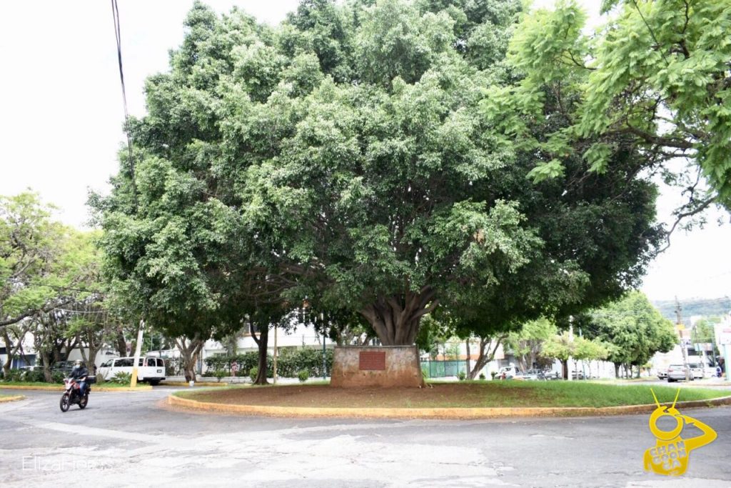 Conoce El Árbol De La Paz En Morelia