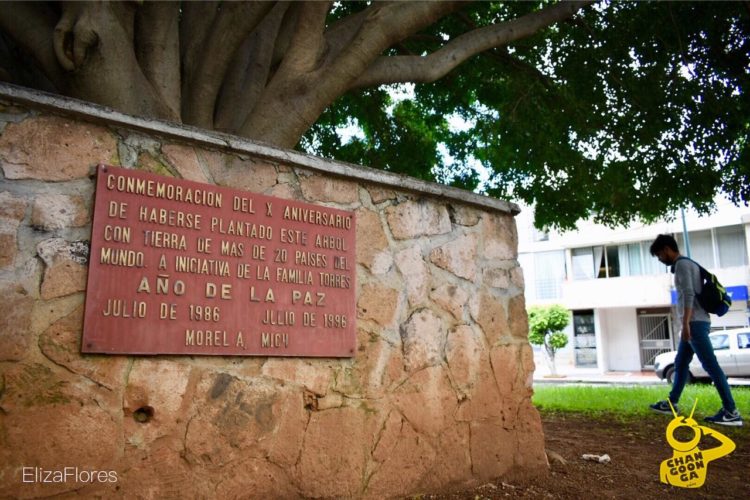  Conoce El Árbol De La Paz En Morelia