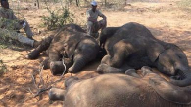 Investigan Misteriosa Muerte De 356 Elefantes En Botswana