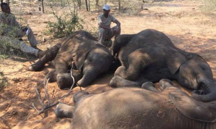 Investigan Misteriosa Muerte De 356 Elefantes En Botswana