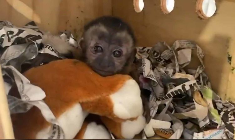 #Video GN Rescata A Mono Capuchino De Ser Enviado Por Paquetería 