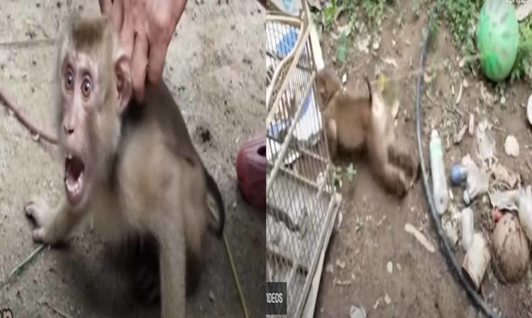 Monos Son Esclavizados Para Conseguir Leche De Coco: PETA 