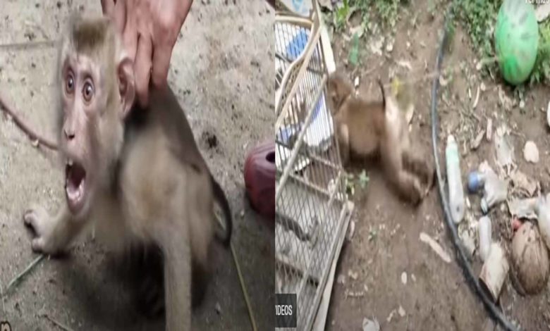 Monos Son Esclavizados Para Conseguir Leche De Coco: PETA