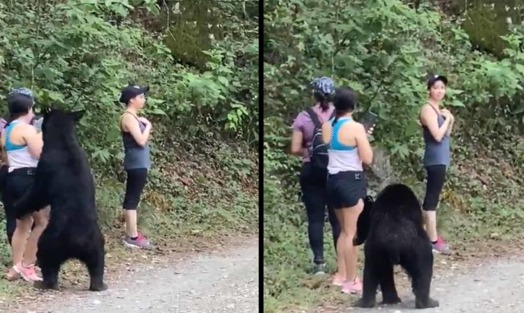 Pasa En México Mujeres Quedan Inmóviles Tras Toparse Un Oso