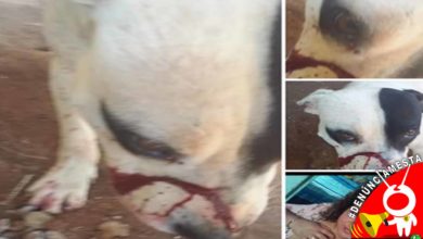 #Denúnciamesta Mujer macheteo a mi perrito en Charo