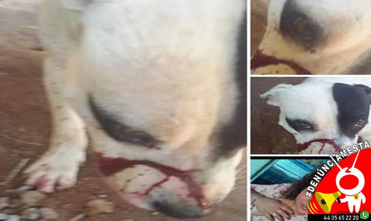 #Denúnciamesta Mujer macheteo a mi perrito en Charo