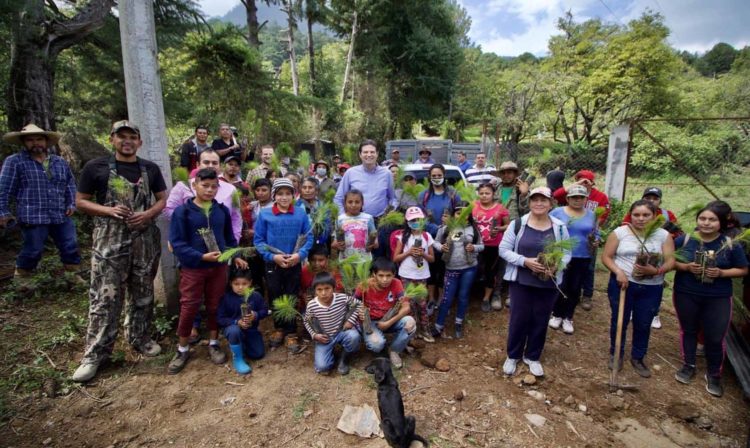 Alfonso Martínez Encabeza Reforestación Tras Incendio En Zitácuaro 