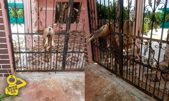 Abandonan A Perrita En Casa De Yucatán, Muere Clavada En Reja Intentando Cruzar