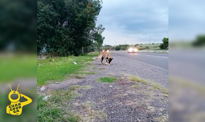 #Morelia Atropellan A Perrito En La Carretera, Su Compañero Peludo Intenta Reanimarlo