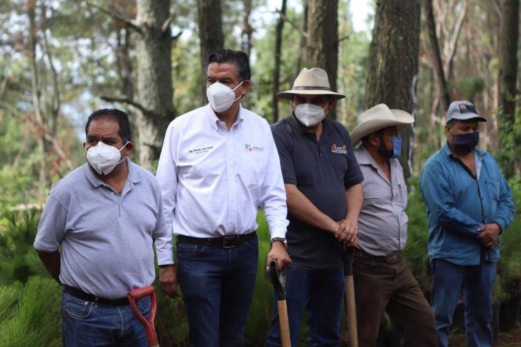 #Michoacán Autoridades Quitan Plantación De Aguacate De Un Bosque