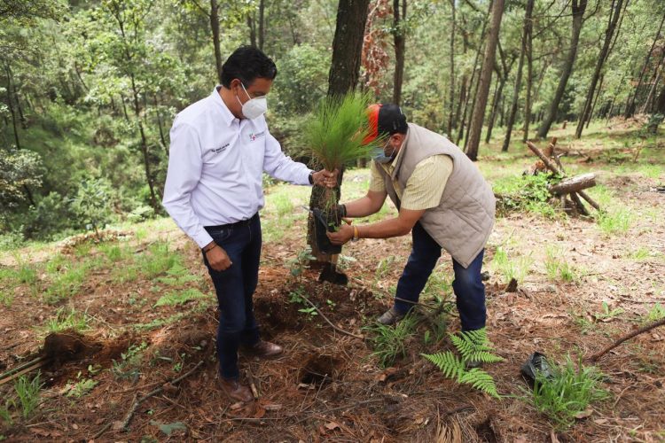 #Michoacán Autoridades Quitan Plantación De Aguacate De Un Bosque
