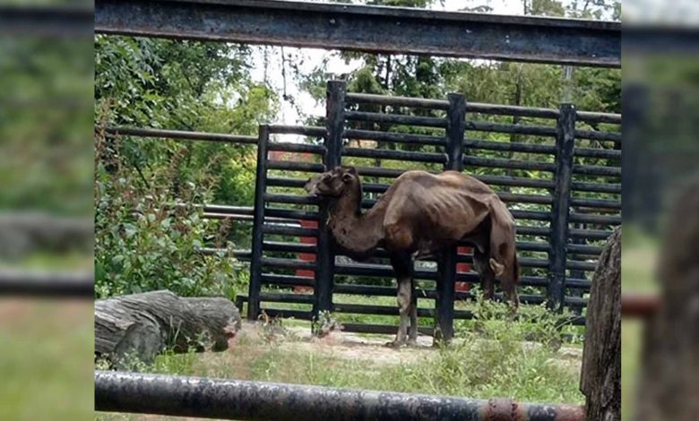 Se Viraliza Foto De Camello En Los Huesos Del Zoo De Morelia