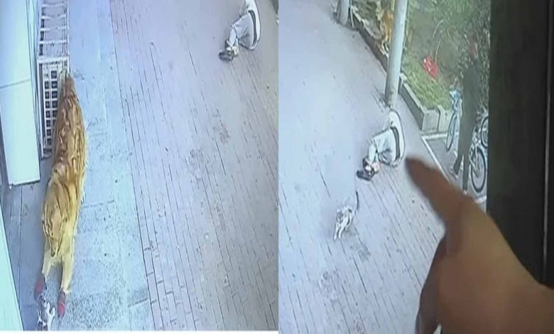 #Video Gato Cae Del Cielo, Noquea A Hombre, después Pelea Vs Perro Con Zapatos