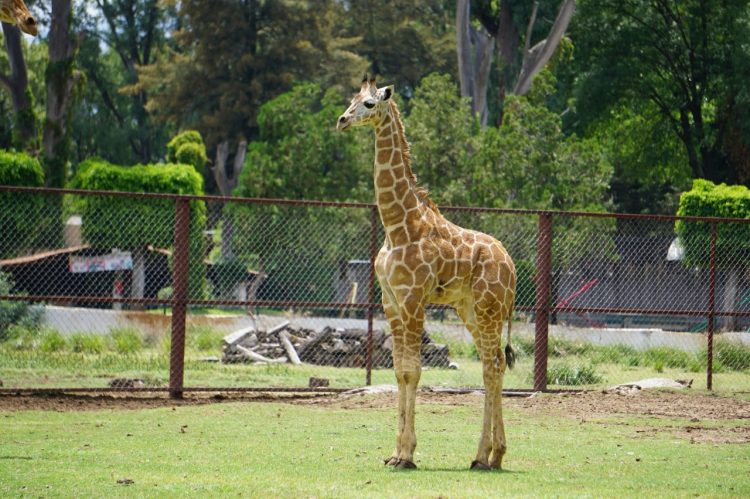 Nace Jirafita En El Zoológico De Morelia 