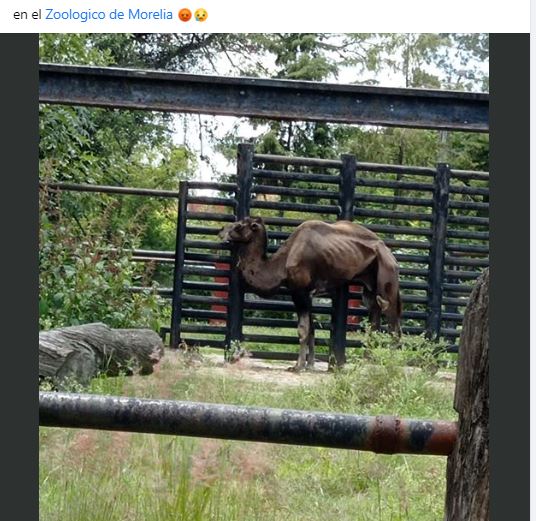 Se Viraliza Foto De Camello En Los Huesos Del Zoo De Morelia
