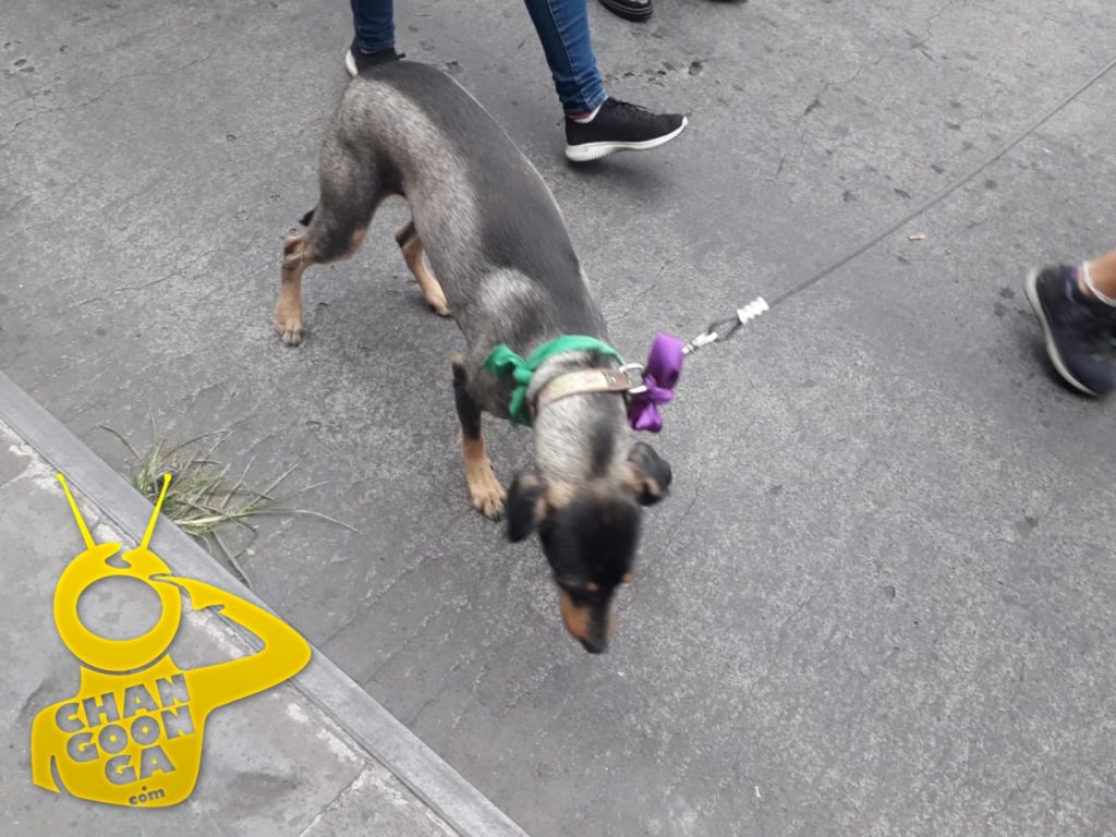 #Morelia Peluditos Piden Justicia Por Jessica González