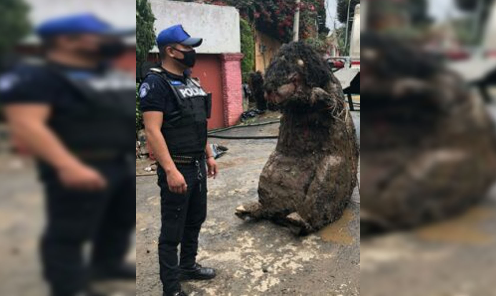 Pasa En México: Tras Fuertes Lluvias Encuentran Botarga De 