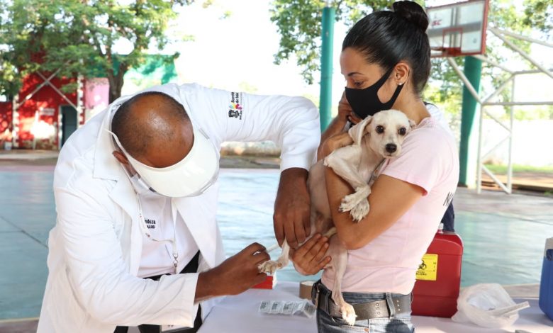 Alcalde Participa En El Arranque De La Jornada Nacional De Vacunación Canina Y Felina 2020