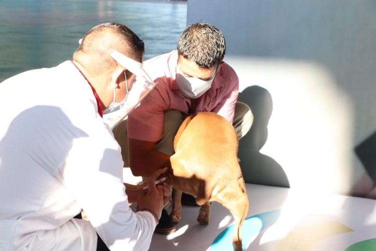 Alcalde Participa En El Arranque De La Jornada Nacional De Vacunación Canina Y Felina 2020
