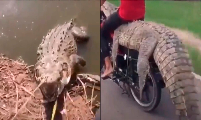 Capturan Cocodrilo Y Se Lo Llevan Montado En Motocicleta