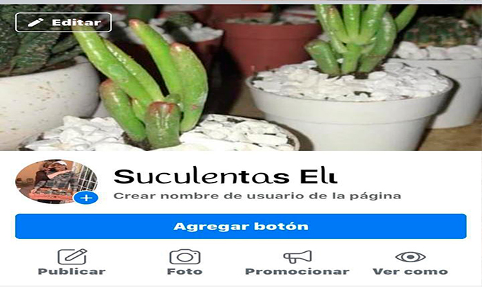 Abuelitos Desempleados Por Pandemia Ahora Venden Suculentas Por Internet