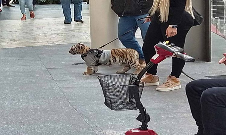 Pasa En México: Captan A Mujer Paseando A Su Tigre En Plaza Comercial