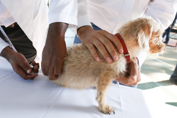 Arranca Jornada De Vacunación Canina Y Felina En